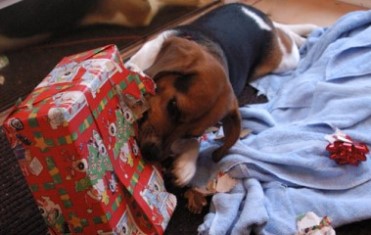 Собака и подарок